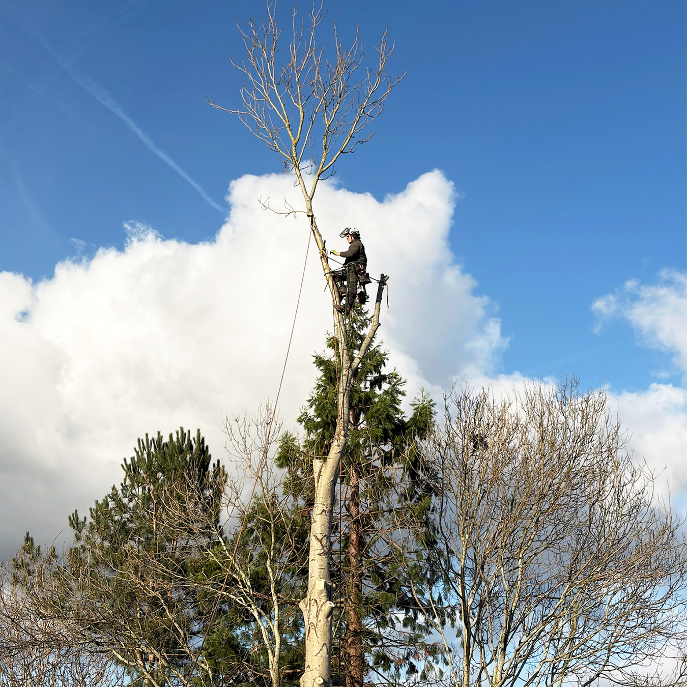 Arborist climbing a tree from treelab team