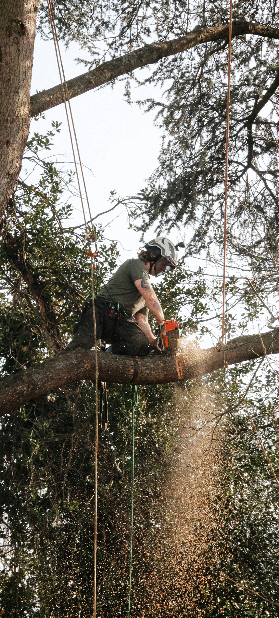 TreeLab_Climber02