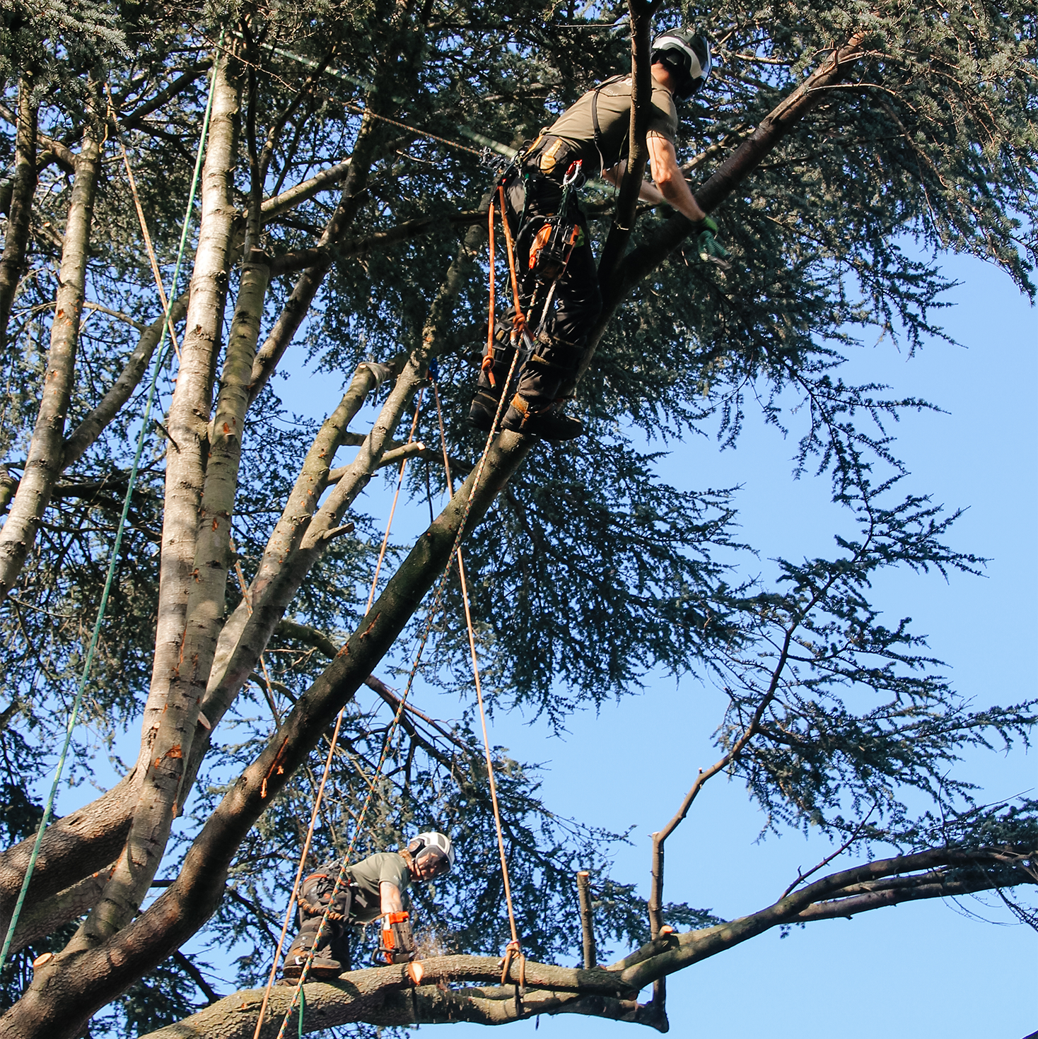 2 Treelab arborists climbing a tree
