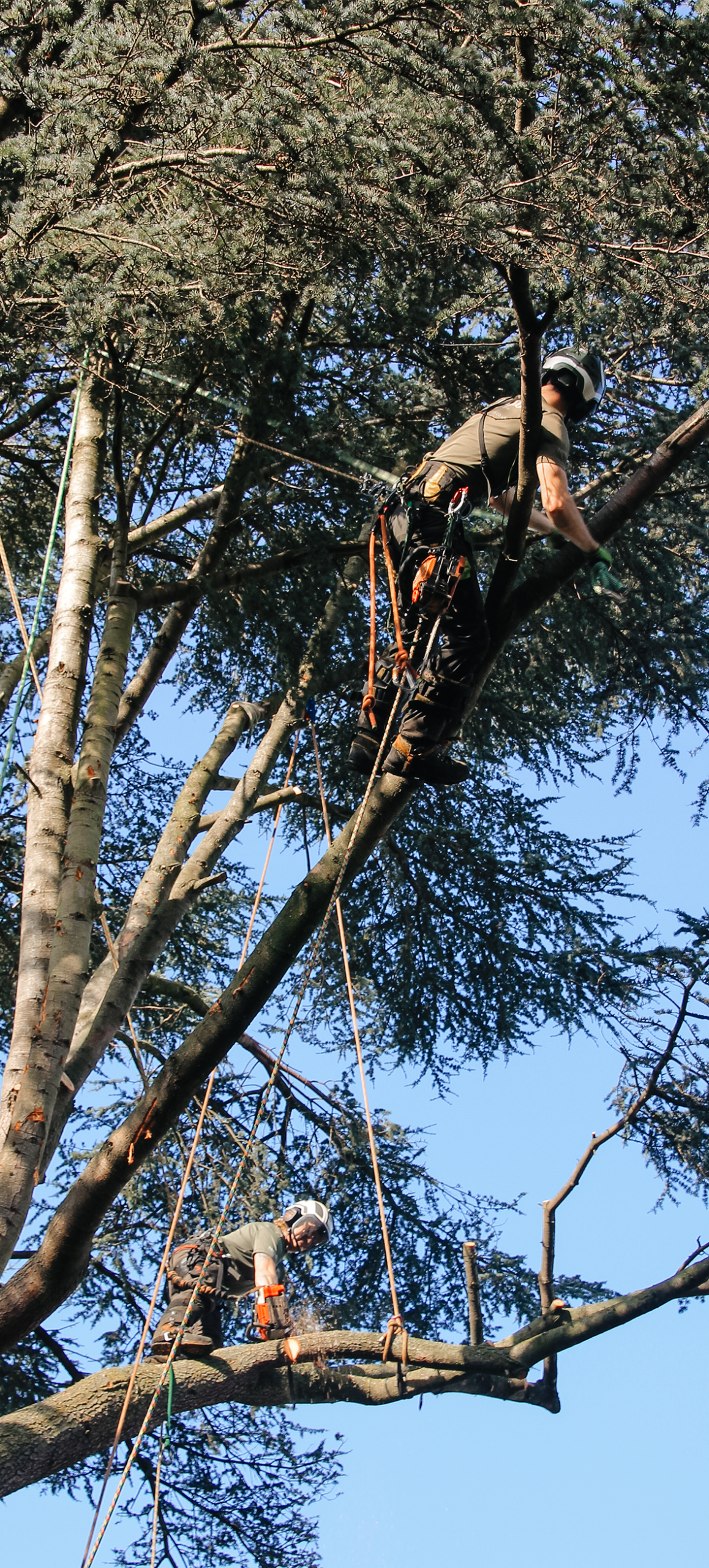 2 Treelab arborists in a tree