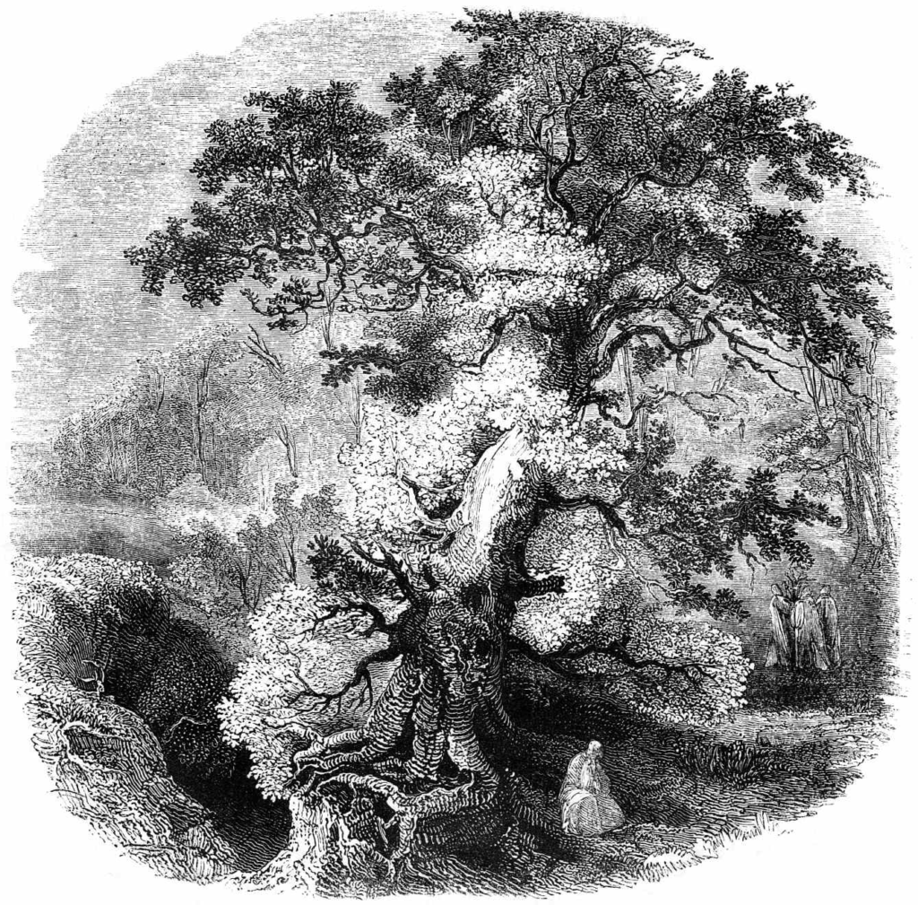 the druid grove