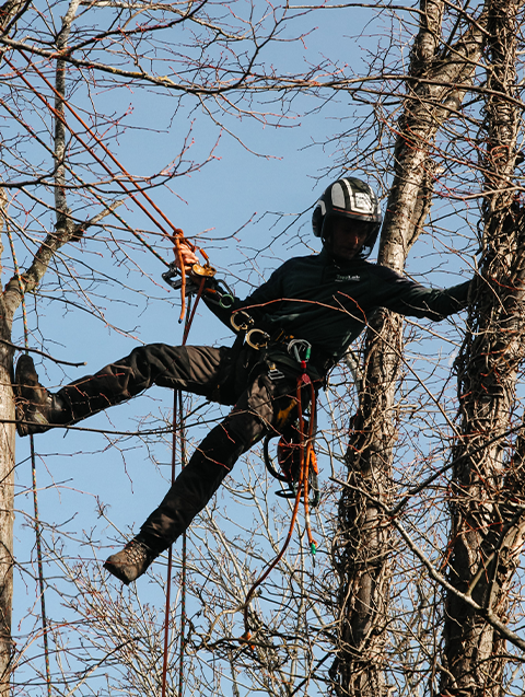 treelab climber