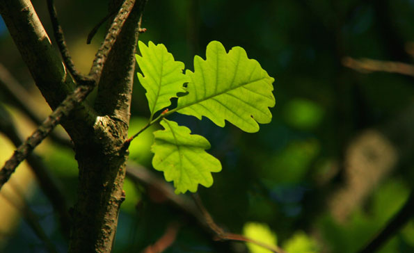 oak leaves