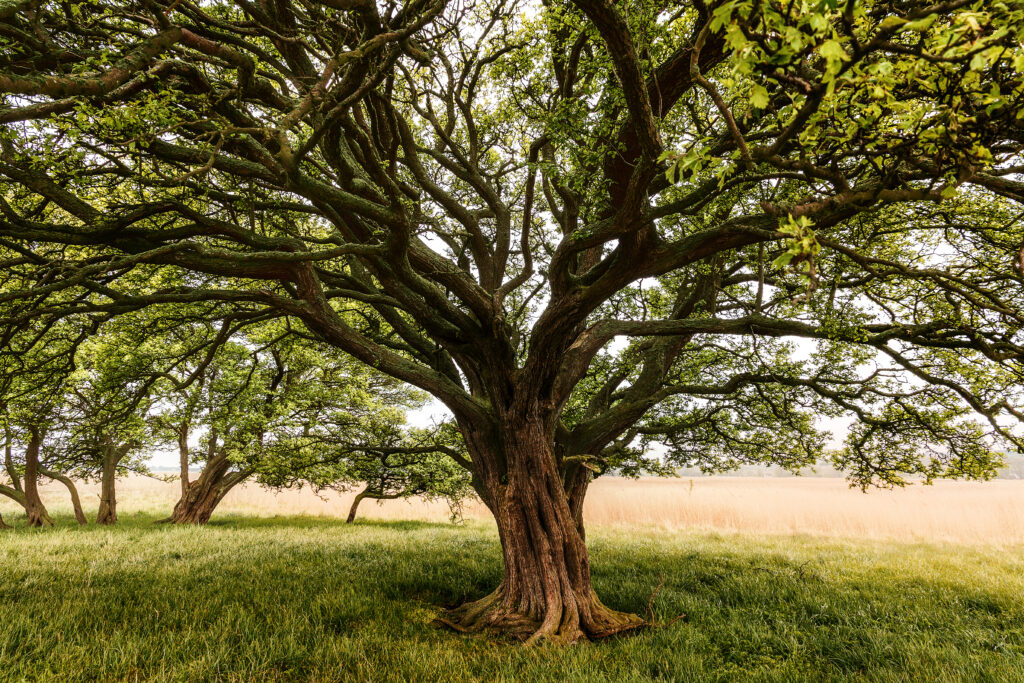 tree with a huge tree trunk in a field