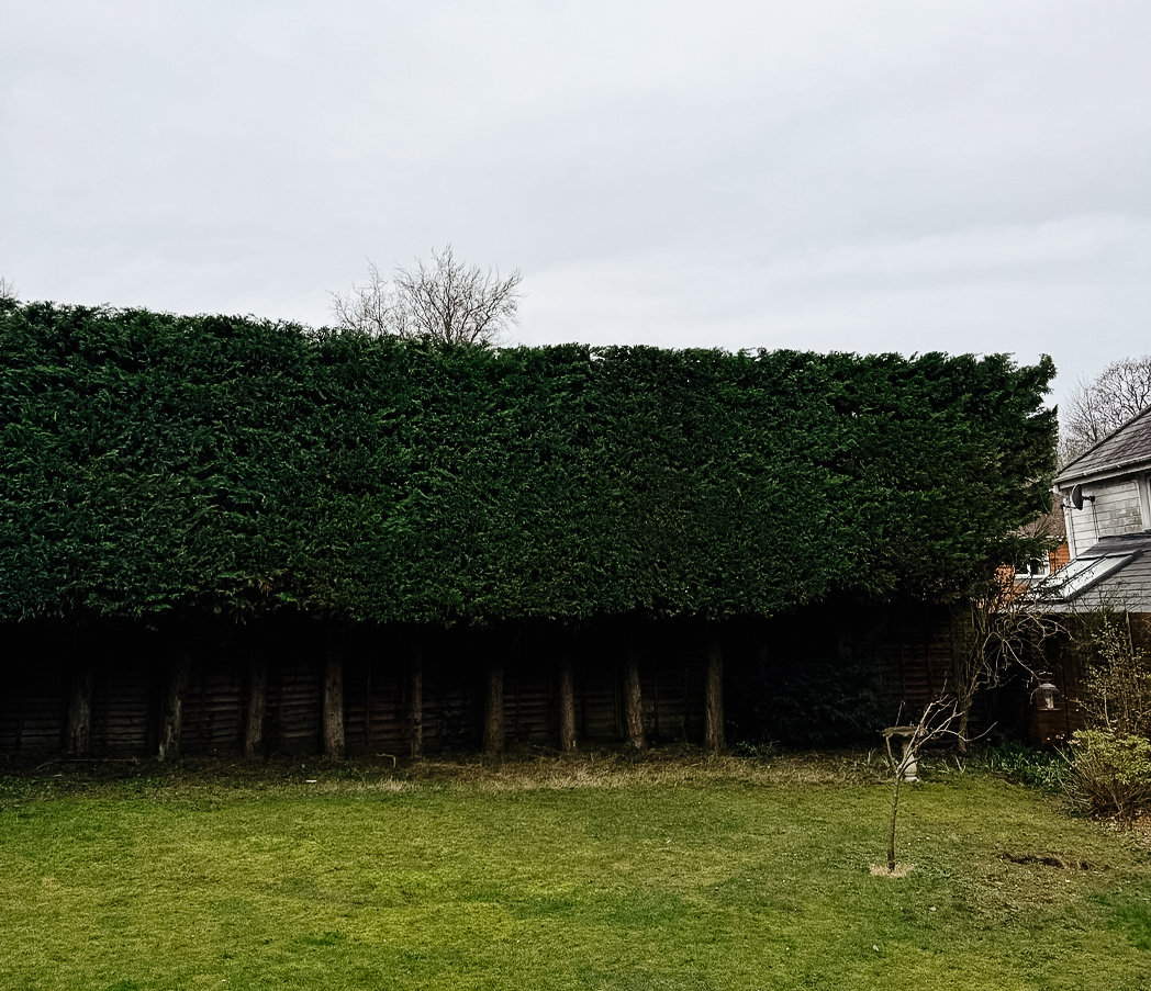 Treelab Hedge After