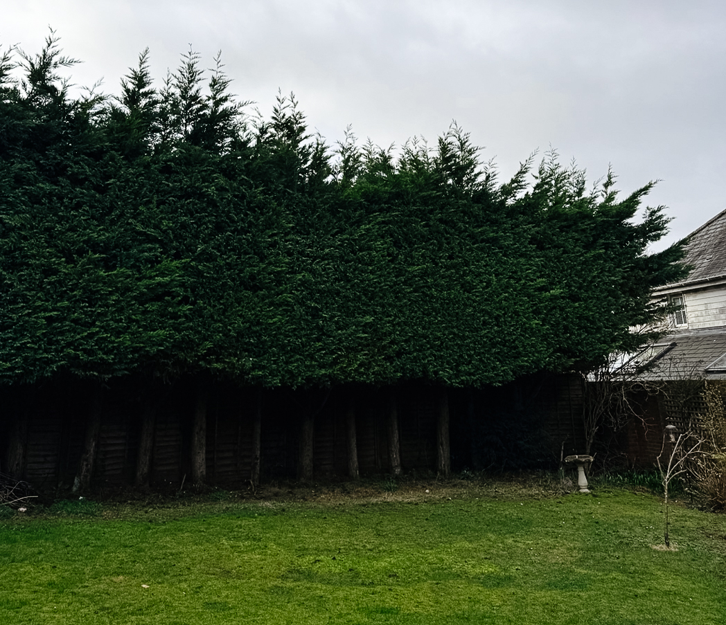 Treelab Hedge Before