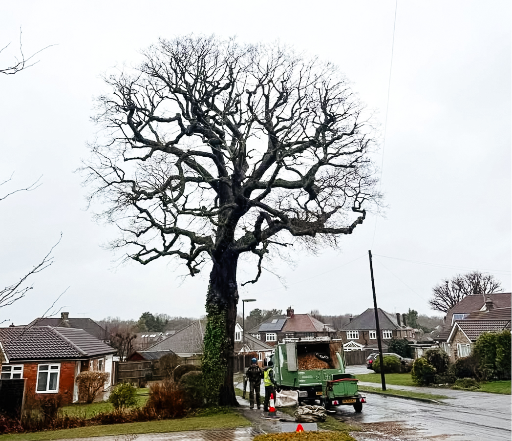 Treelab Pruning After