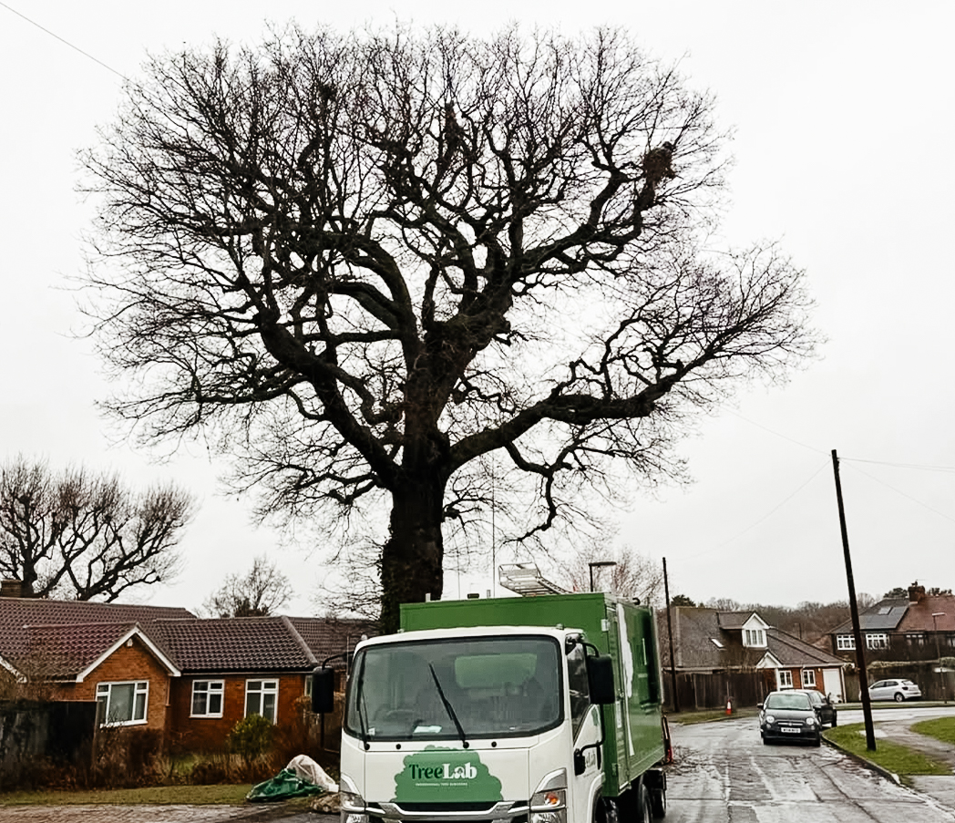 Treelab Pruning Before