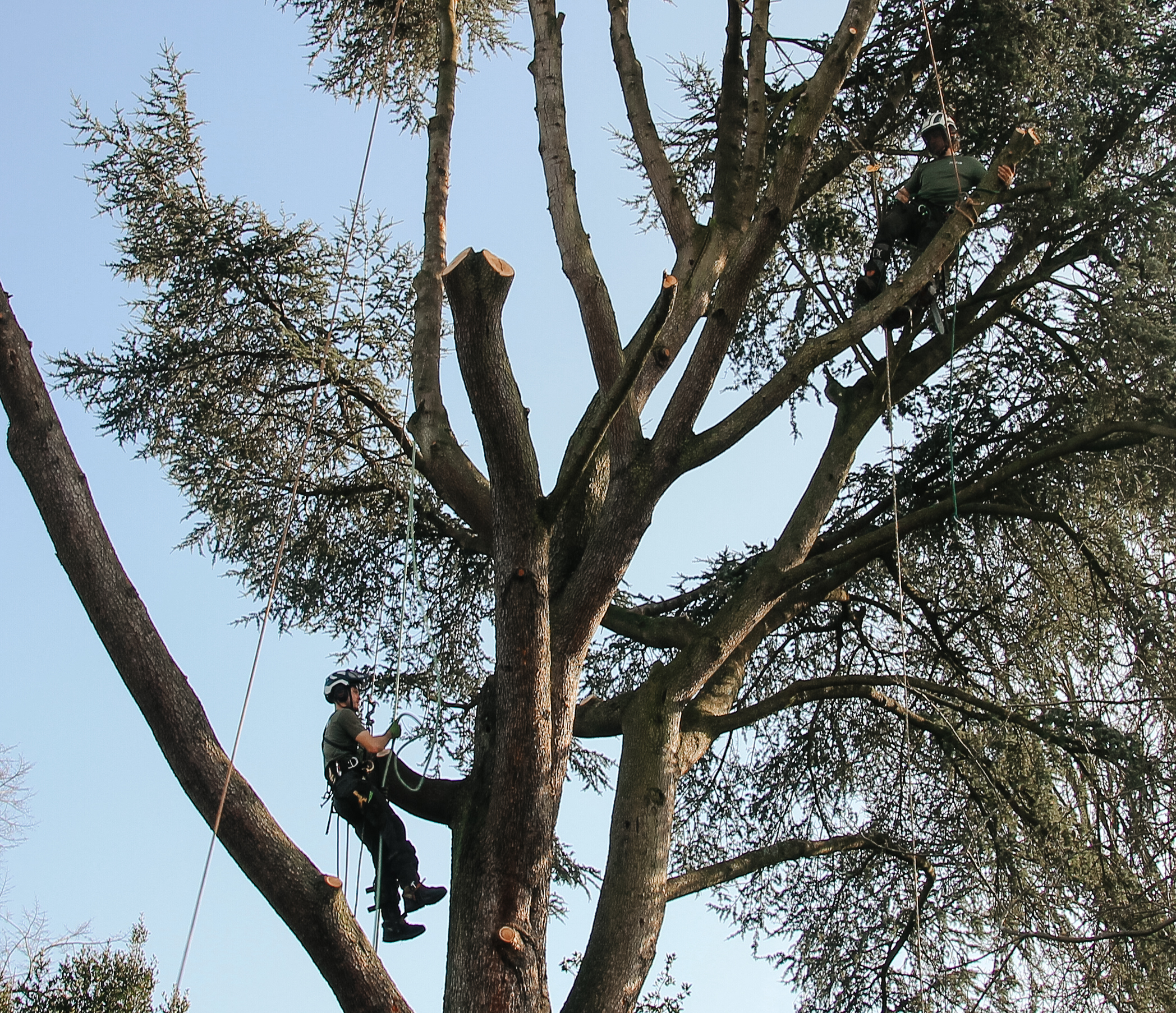 treelab woodlandmanagement